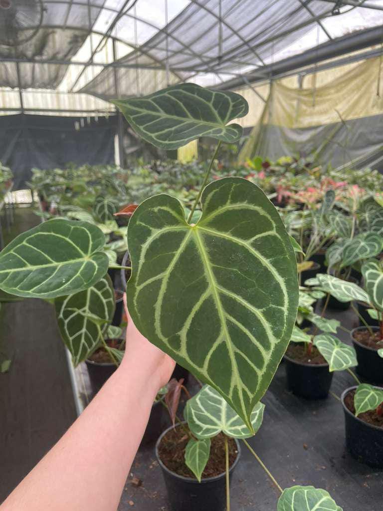 Anthurium Regale Hybrid